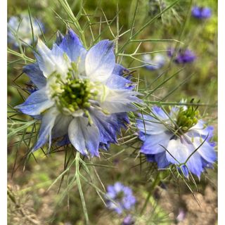 花の種　ニゲラ (その他)