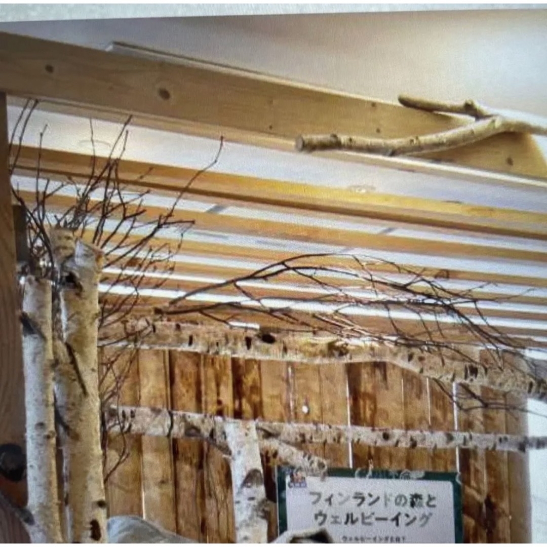 北海道白樺の木 店舗用インテリア ディスプレイの通販 by 花萌花 北海道白樺の木 店舗用インテリア ディスプレイの通販 by 花萌花