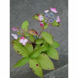 山紫陽花ベニガクアジサイ大苗　綺麗なアジサイ紫陽花(その他)