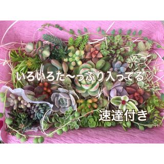 シルエット入り♡多肉植物(カット苗) カラフルなセット♪ このままお届け(その他)