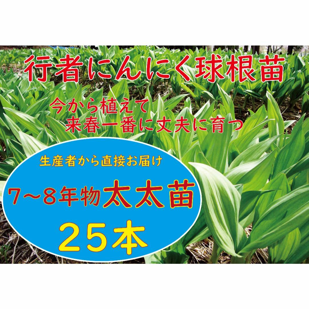 行者ニンニク 7～8年物太太球根苗25株 (来春一番に立派に収穫)