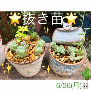 多肉植物❤︎プロリフェラ❤︎2鉢❤︎抜き苗♪(その他)