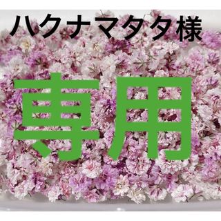 ドライフラワー 花材 かすみ草 パープルミックス 100粒 プレゼント付き(ドライフラワー)