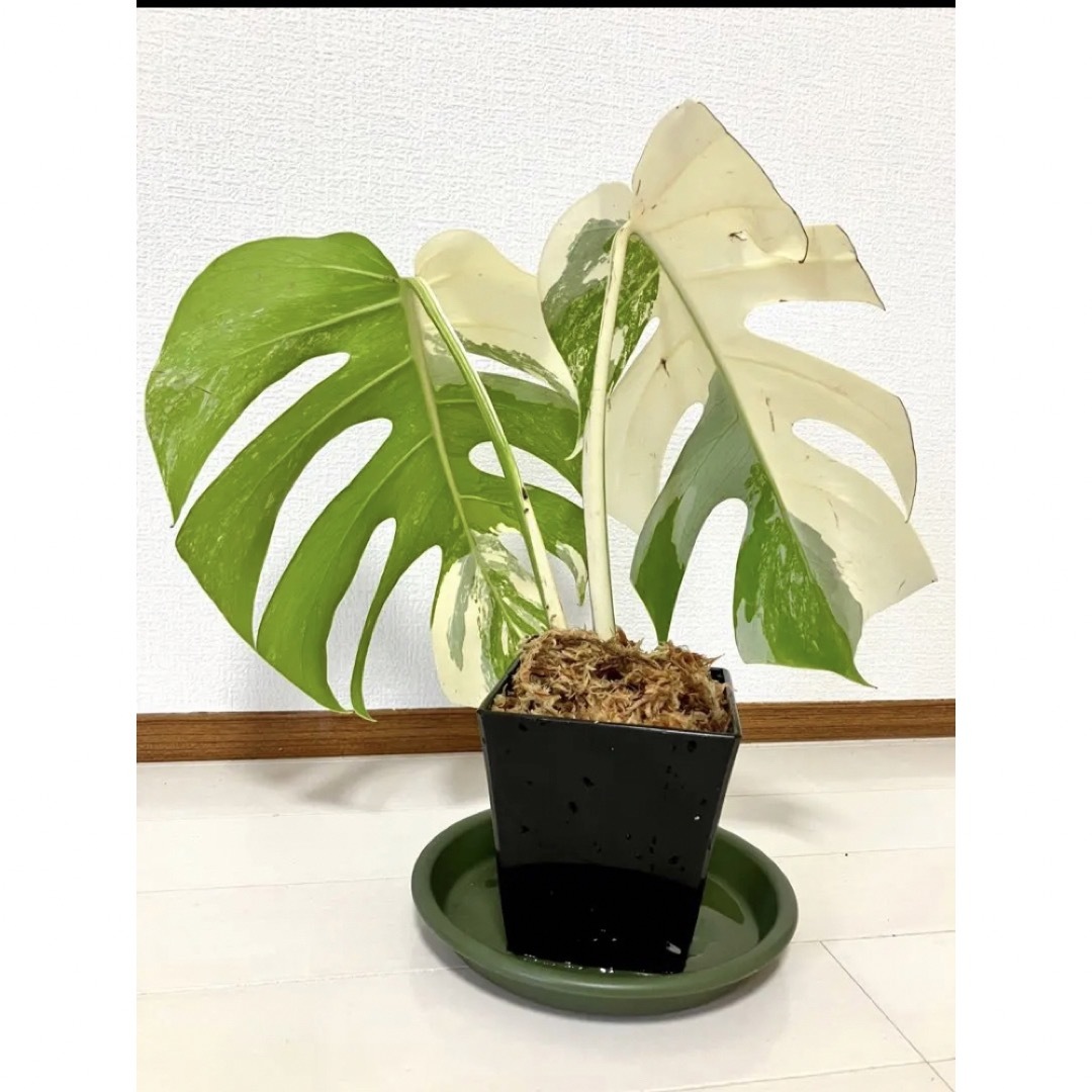 モンステラ 斑入り　トップカット鉢植え B