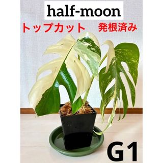 G1【月末セール‼️】 斑入りモンステラ ホワイトタイガー トップカット(その他)