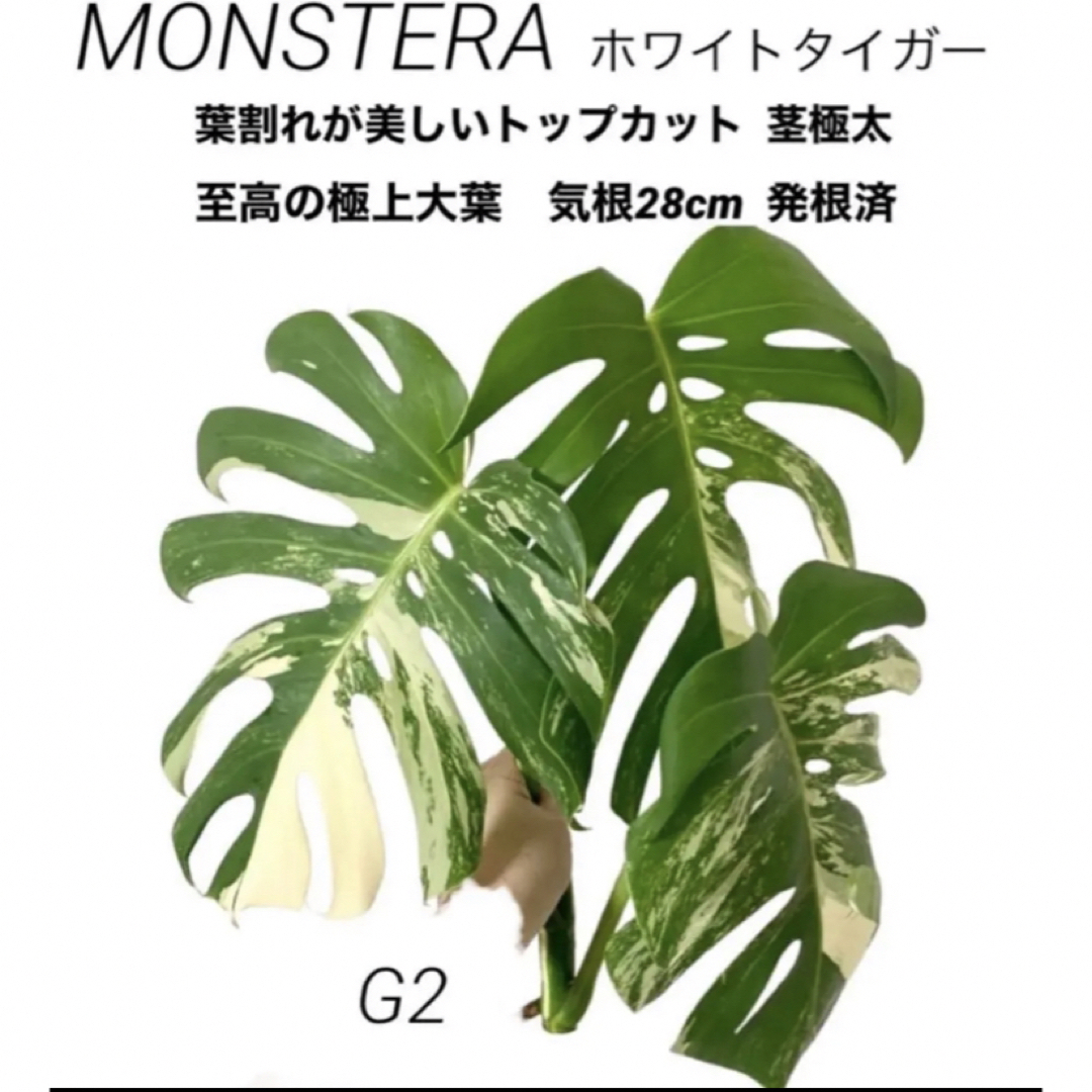 G2トップカット✨️ 斑入りモンステラ ホワイトタイガー 店舗 数