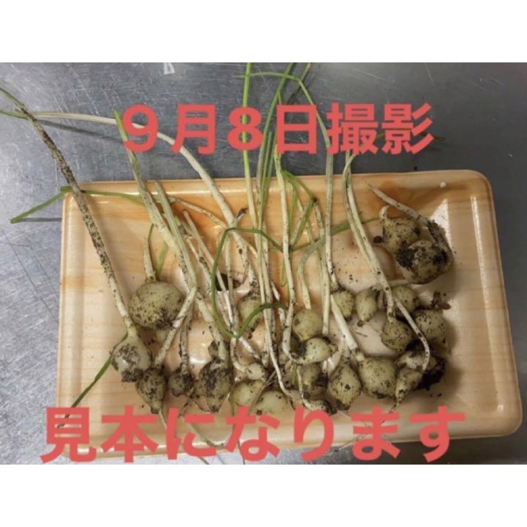 苗用、食用、薬草　山菜　天然ノビル　野蒜、薤白1セット　12球　ネコポスで発送 食品/飲料/酒の食品(野菜)の商品写真