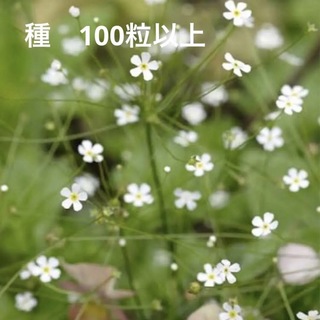 珍しいお花の種　アンドロサセ　スターダスト  100粒以上(その他)