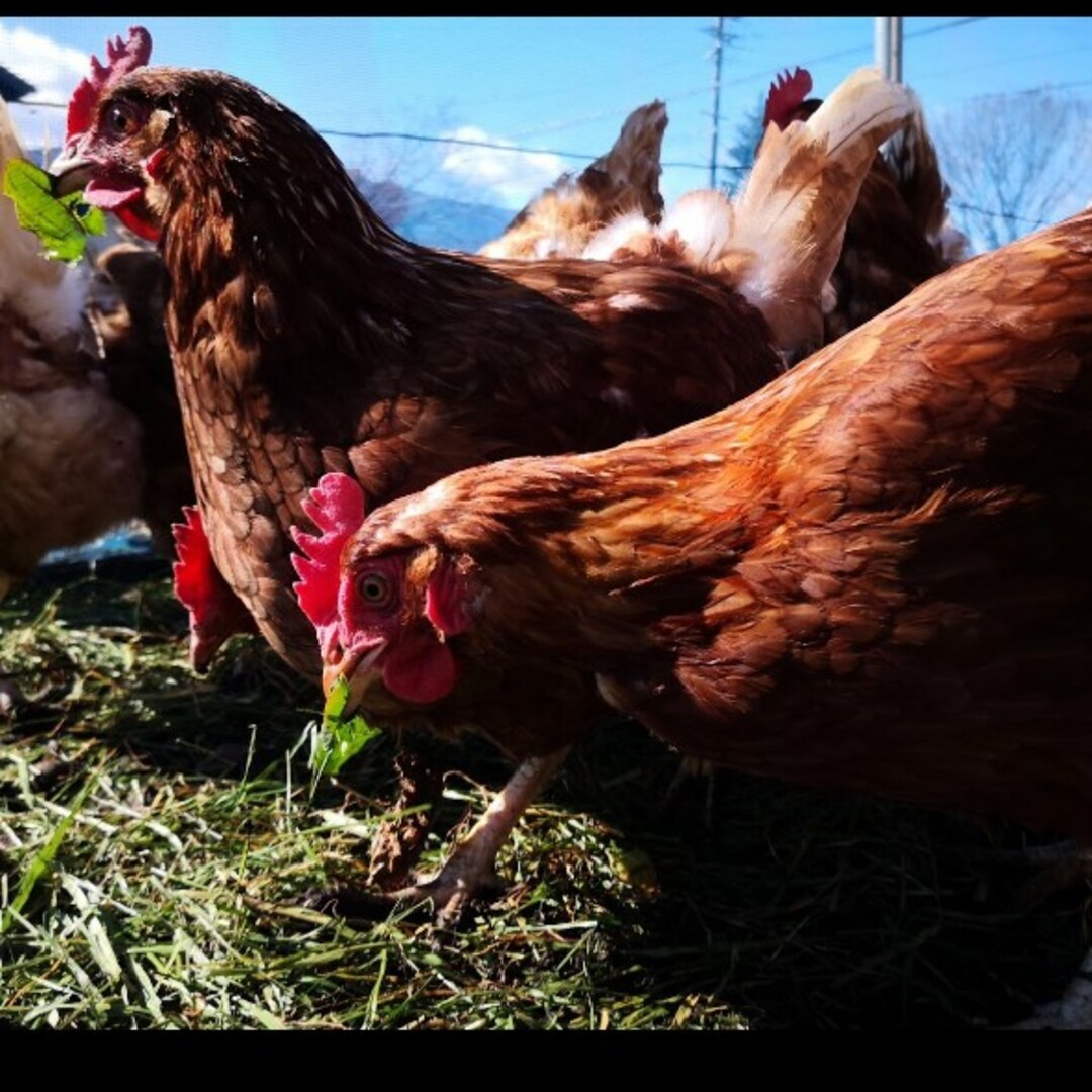 訳あり　平飼い卵　10個入り3パック　国産　新鮮 食品/飲料/酒の食品(野菜)の商品写真