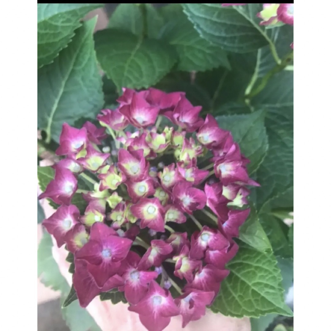 挿し穂(ᵔᴥᵔ)♡アンティークな紫陽花♡素敵なお庭♡-eastgate.mk