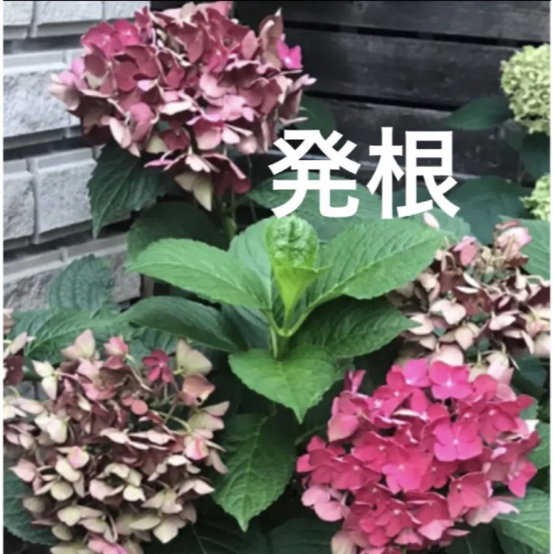 その他発根♫(ᵔᴥᵔ)アンティークな紫陽花〜挿し穂♡ドライフラワー♡かわいいお庭に♡