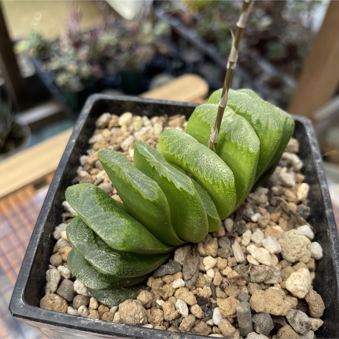 多肉植物 ハオルチア玉扇 抜き苗 6/27の通販 by ゆき 多肉植物 ハオルチア玉扇 抜き苗 6/27の通販 by ゆき