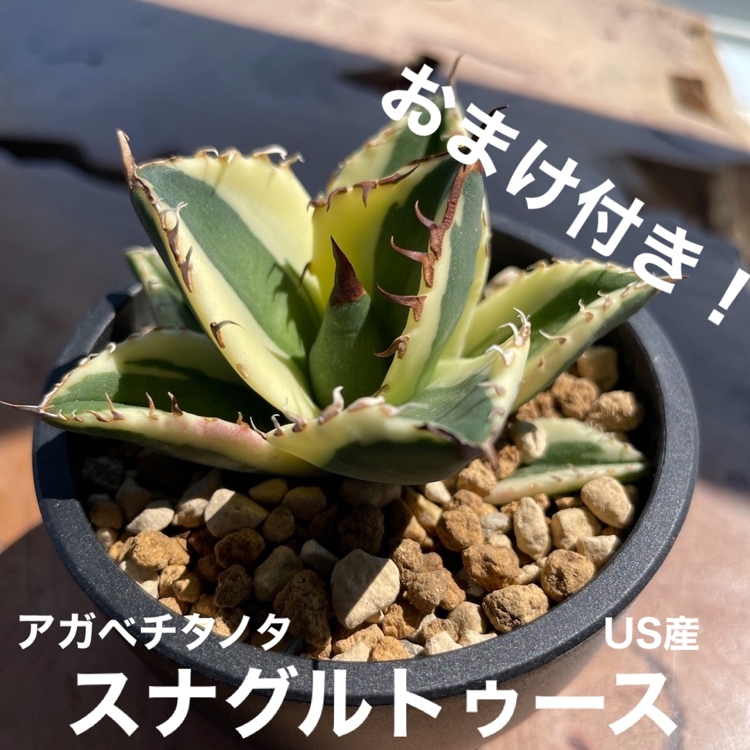 発根済み】アガベ チタノタ スグナルトゥース-