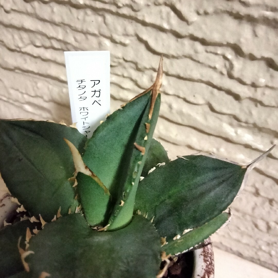 agave アガベ チタノタ ホワイトシャーク  鉢込み高さ18cm横14cm