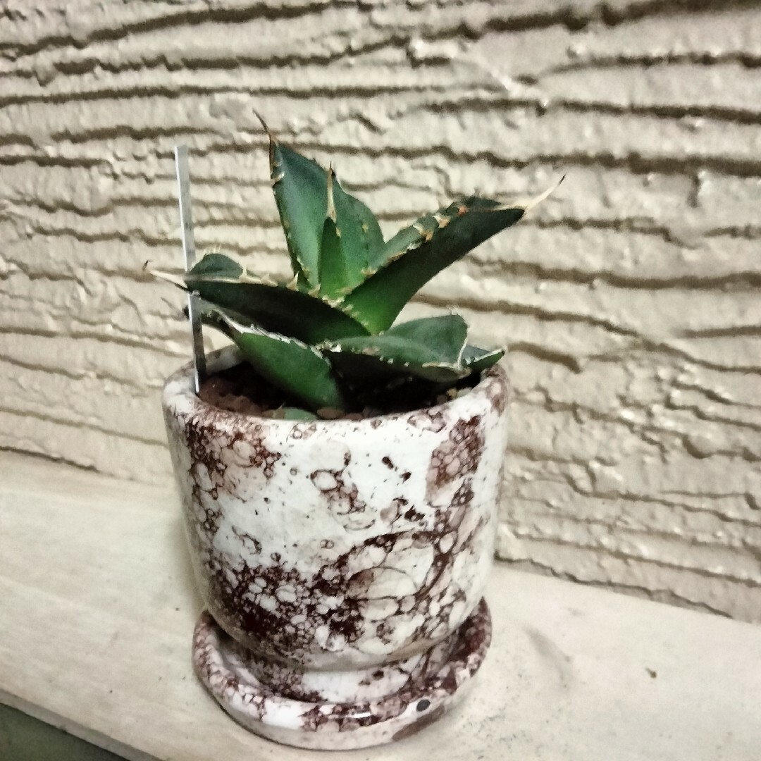 agave アガベ チタノタ ホワイトシャーク  鉢込み高さ18cm横14cm