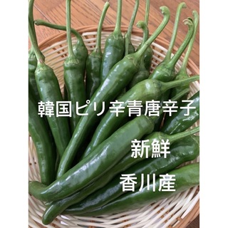 13.香川産韓国ピリ辛青トウカラシ 400g(野菜)