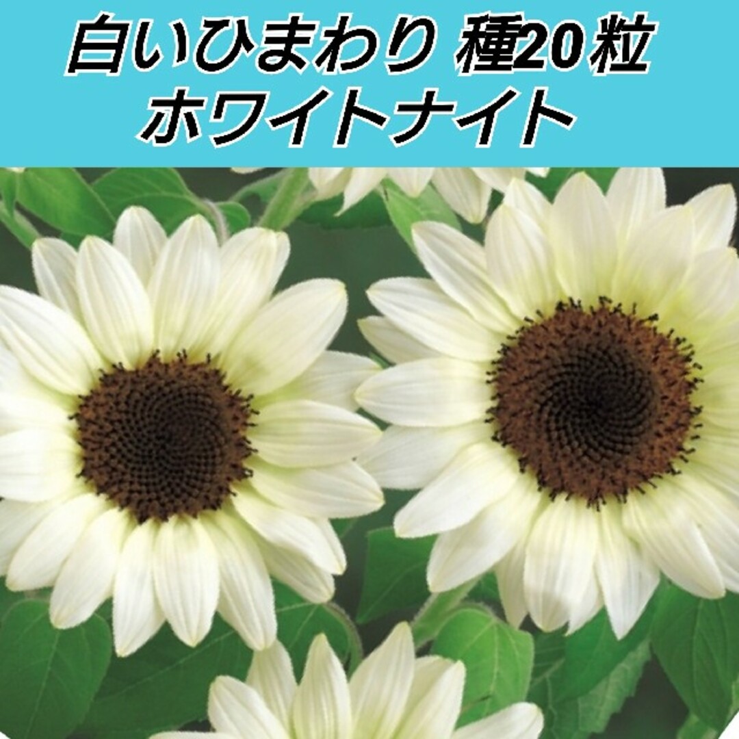 白いひまわり ホワイトナイト 種20粒 ハンドメイドのフラワー/ガーデン(プランター)の商品写真