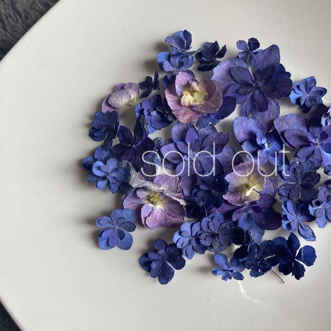【ドライフラワー】紫陽花 パープル ブルー