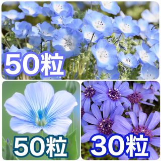 花の種　ネモフィラ　宿根アマ　フェリシア ブルー(その他)