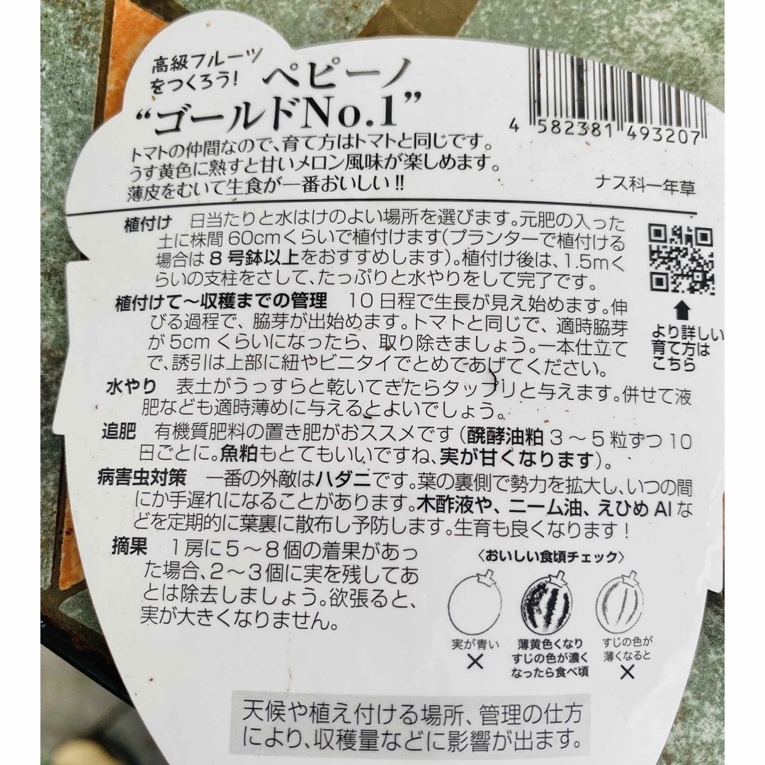 ペピーノ苗　2株　健康フルーツ　自宅完全無農薬　ポットごとゆうパケットポスト発送 ハンドメイドのフラワー/ガーデン(その他)の商品写真