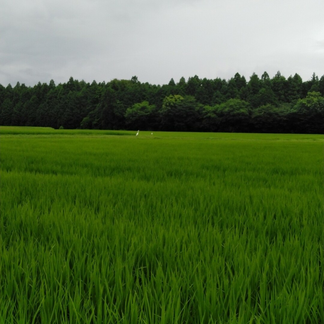 令和4年産栃木県特一等米コシヒカリ30キロ、玄米、無農薬にて 令和4年産栃木県特一等米コシヒカリ30キロ、玄米、無農薬にて