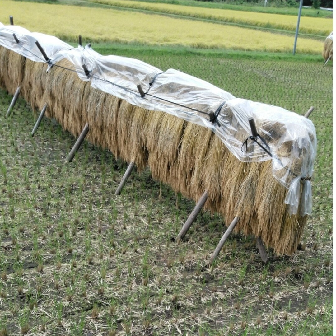 令和4年産栃木県特一等米コシヒカリ30キロ、玄米、無農薬 令和4年産栃木県特一等米コシヒカリ30キロ、玄米、無農薬