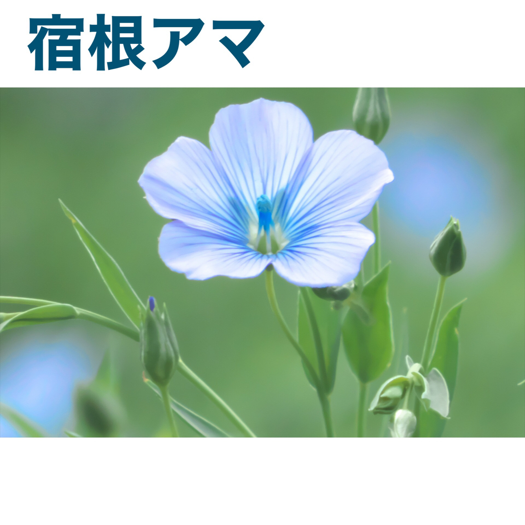 花の種　ニゲラ（ホワイト）　ネモフィラ　宿根アマ ハンドメイドのフラワー/ガーデン(その他)の商品写真