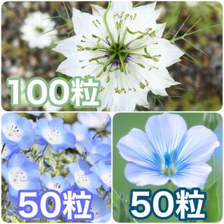 花の種　ニゲラ（ホワイト）　ネモフィラ　宿根アマ(その他)