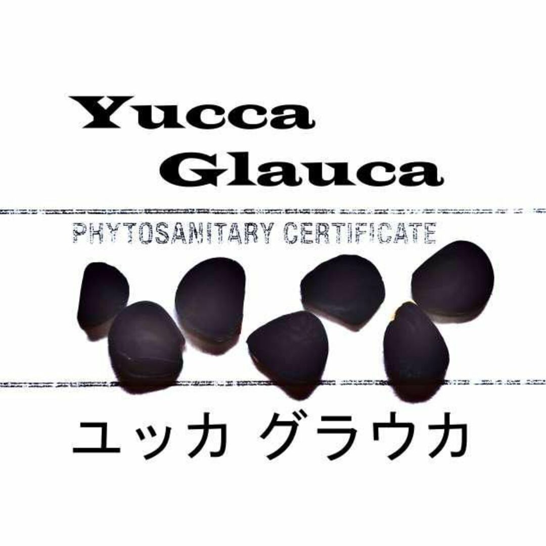 出群 4月入荷 5粒 オペルクリカリアパキプス 種子 種 証明書あり