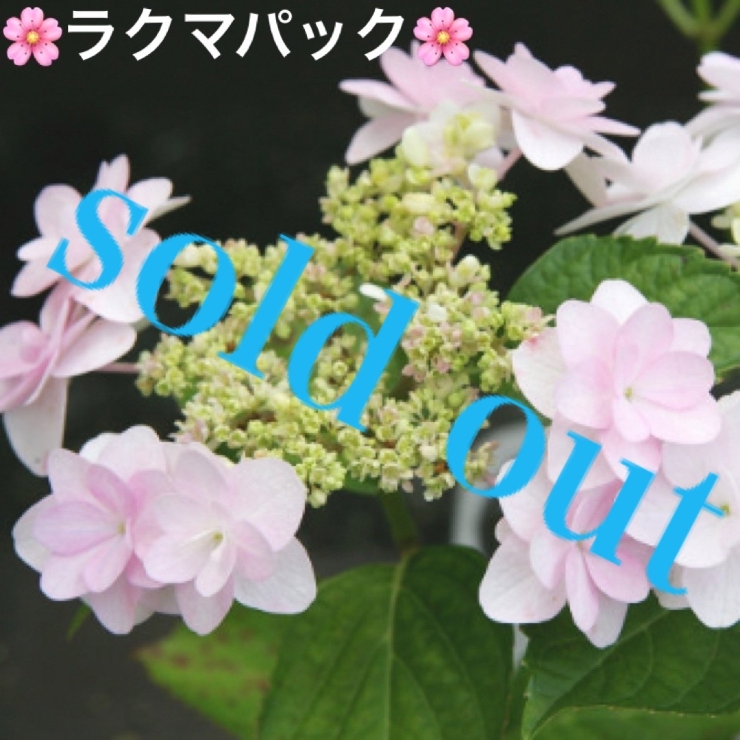 🌸sold out🌸《アジサイ苗　乙女心》紫陽花⭐︎ラクマパック⭐︎ ハンドメイドのフラワー/ガーデン(その他)の商品写真