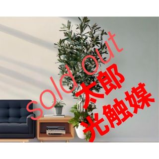 ◇SALE公式 高評価なギフト コイキング アーケリー ◯プロフ必読内容