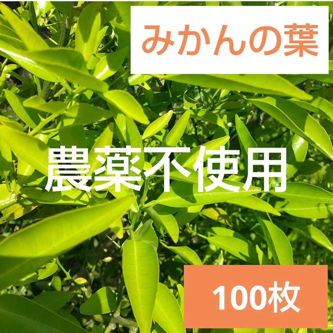 農薬栽培期間中不使用みかん 葉 50枚　アゲハ蝶　青虫　虫　餌 みかんの葉287