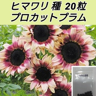 ヒマワリ 花種 プロカットプラム（F1）20粒(プランター)