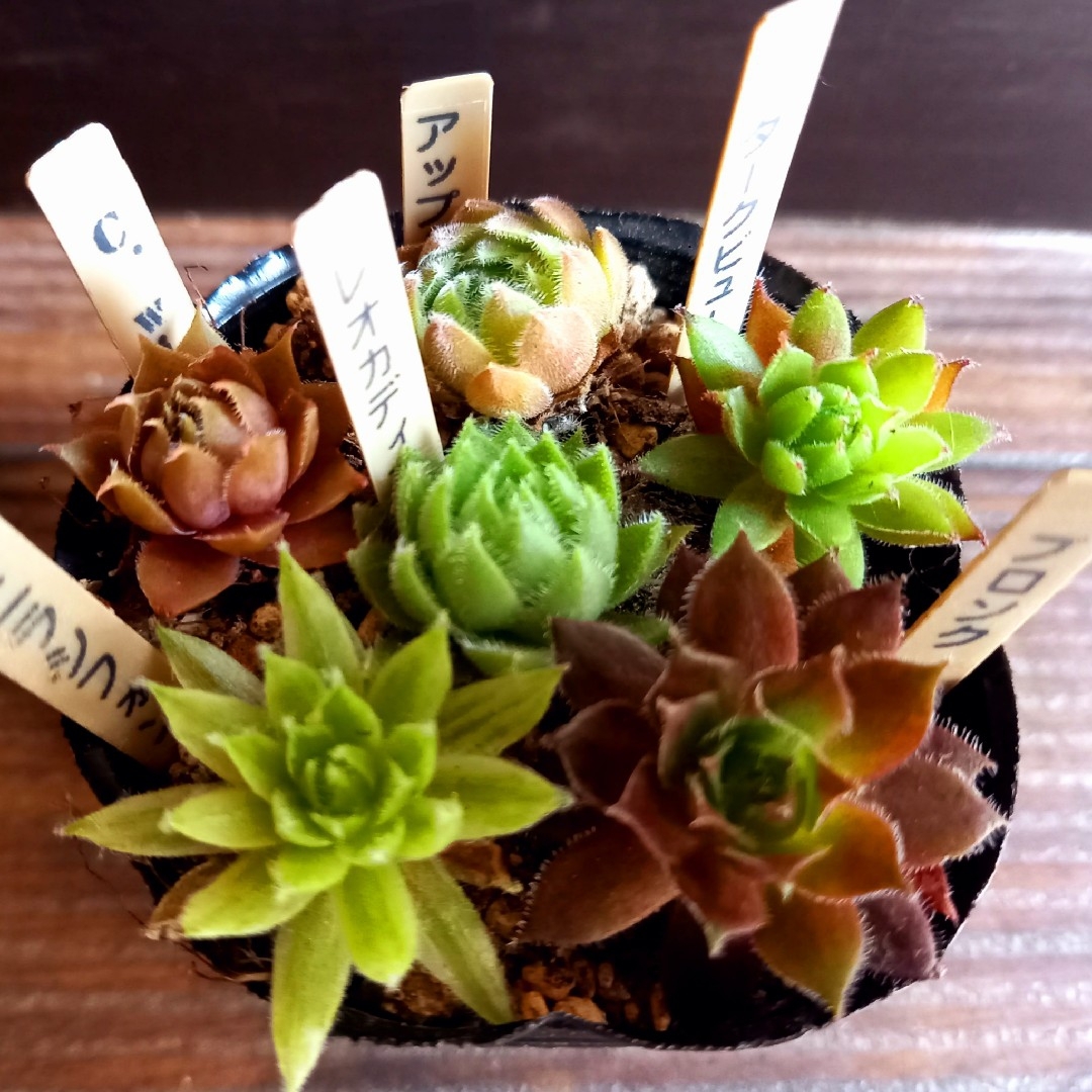 センペルビウム　カット苗 180種類セット ✼多肉植物✼ちまちま寄せ植えカット苗(๑'ᵕ'๑)センペルビウム6