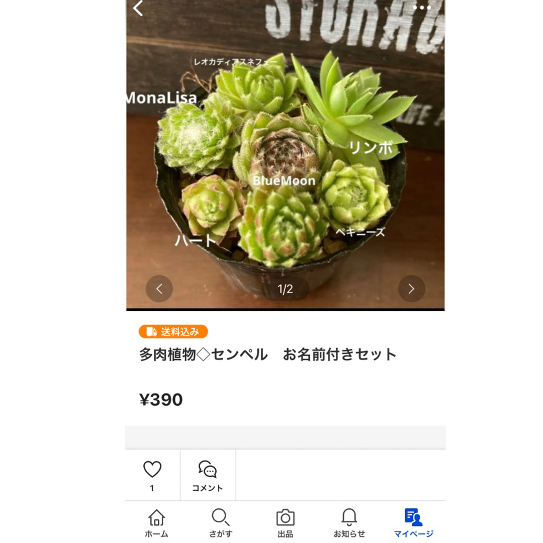 雲南百薬◇おかわかめ　根塊（種芋） 食品/飲料/酒の食品(野菜)の商品写真