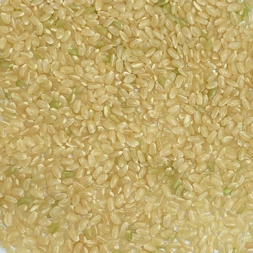 値引き 福岡県産米元気つくし 玄米25kg お米 玄米 厳選ブランド米