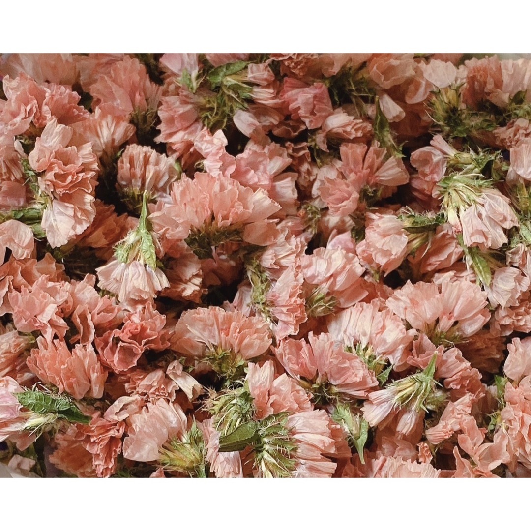 ドライフラワー 花材 スターチス レアカラー4種セット ハンドメイドのフラワー/ガーデン(ドライフラワー)の商品写真