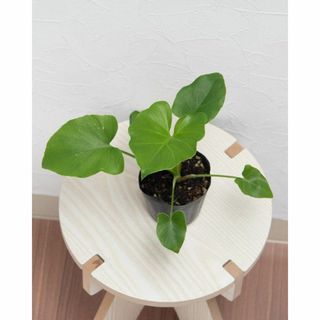 【セローム】① フィロデンドロン　苗　★観葉植物(その他)