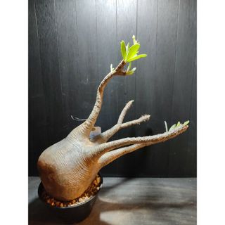 まん丸大株美型パキポディウム グラキリス発根チャレンジ土耕株A1015