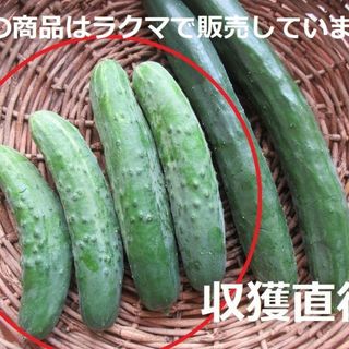 半白きゅうり 種10粒 ブルームキュウリ がごめきゅうり(野菜)