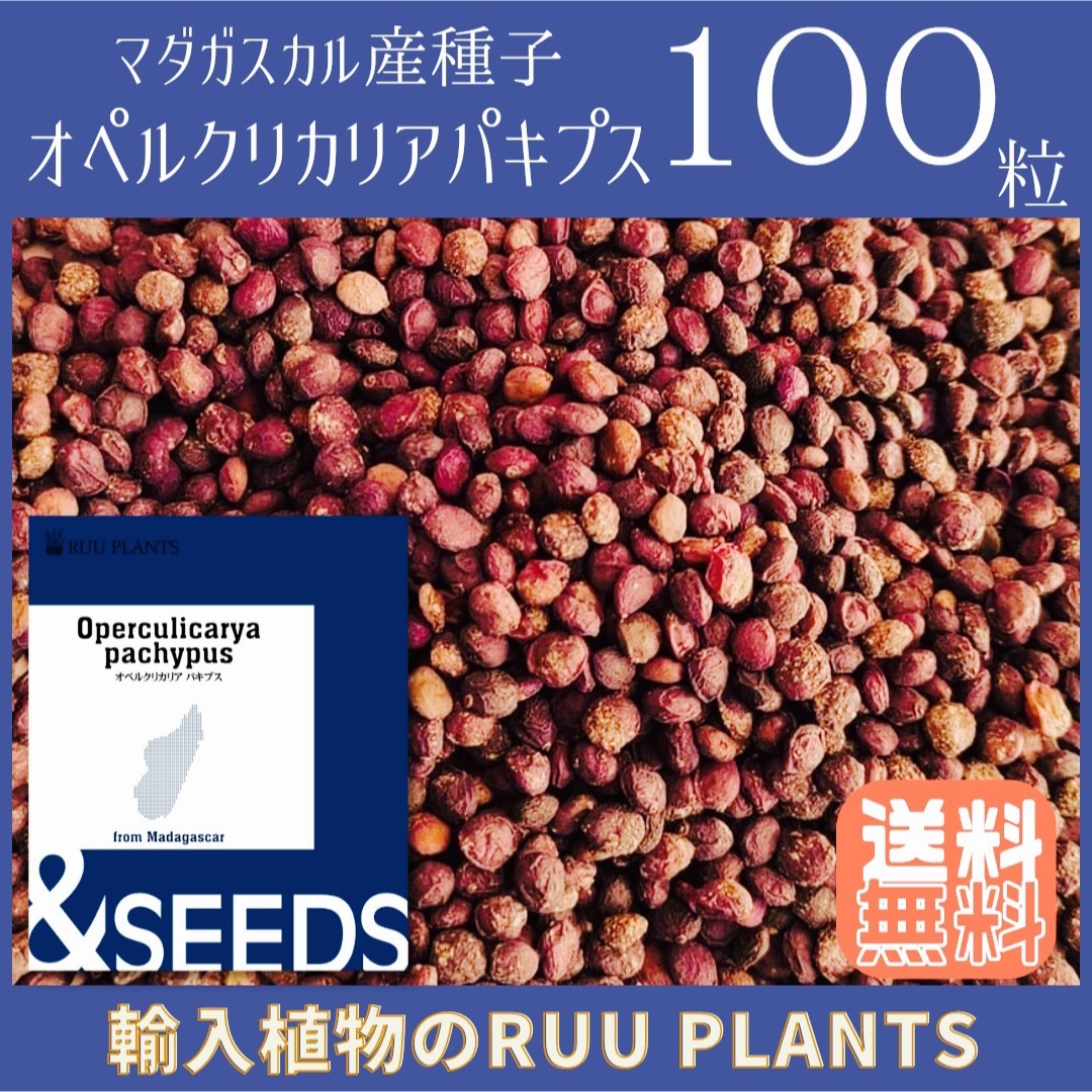 種子100粒 オペルクリカリア・パキプスRUUPLANTS ...