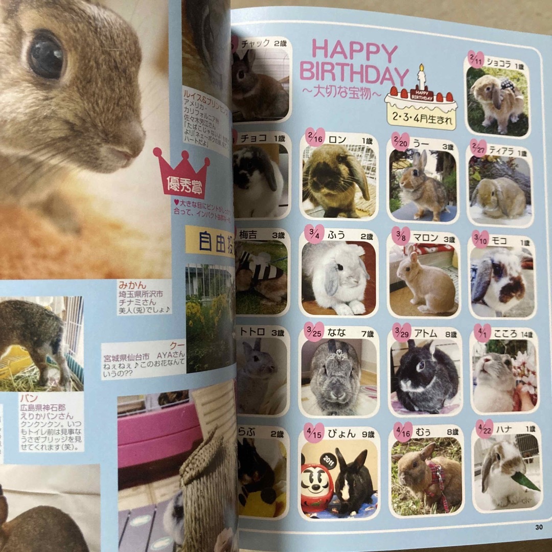 うさぎと暮らす うさぎ 兎 ウサギ 小動物 ネザー ロップ グッズ うさぎと暮らす うさぎ 兎 ウサギ 小動物 ネザー ロップ グッズ
