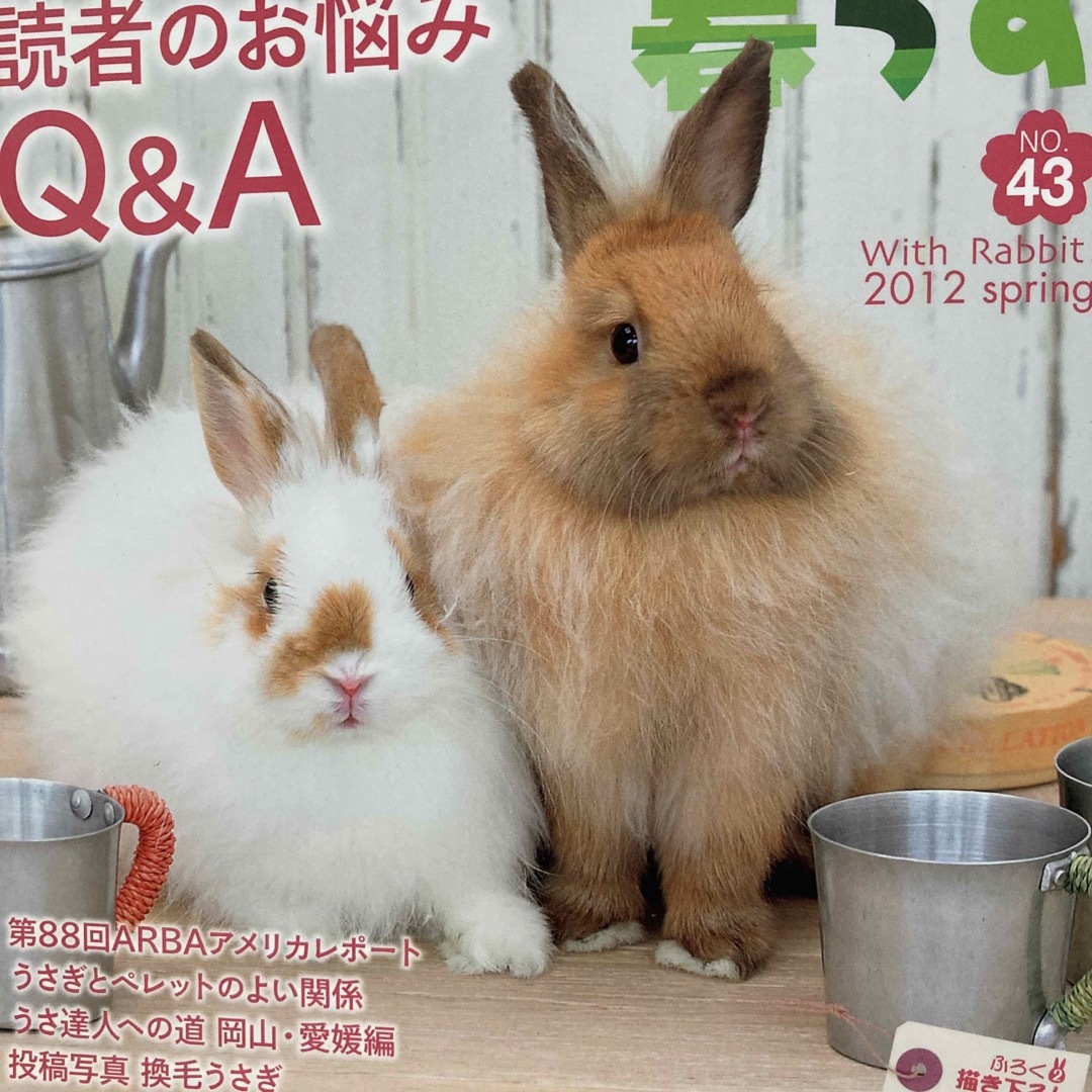 うさぎと暮らす うさぎ 兎 ウサギ 小動物 ネザー ロップ グッズ