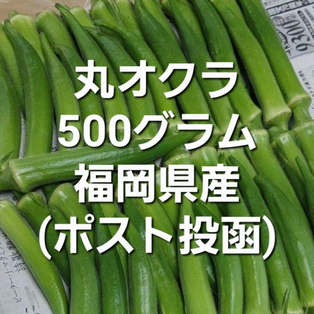 丸オクラ　500グラム　福岡県産 食品/飲料/酒の食品(野菜)の商品写真