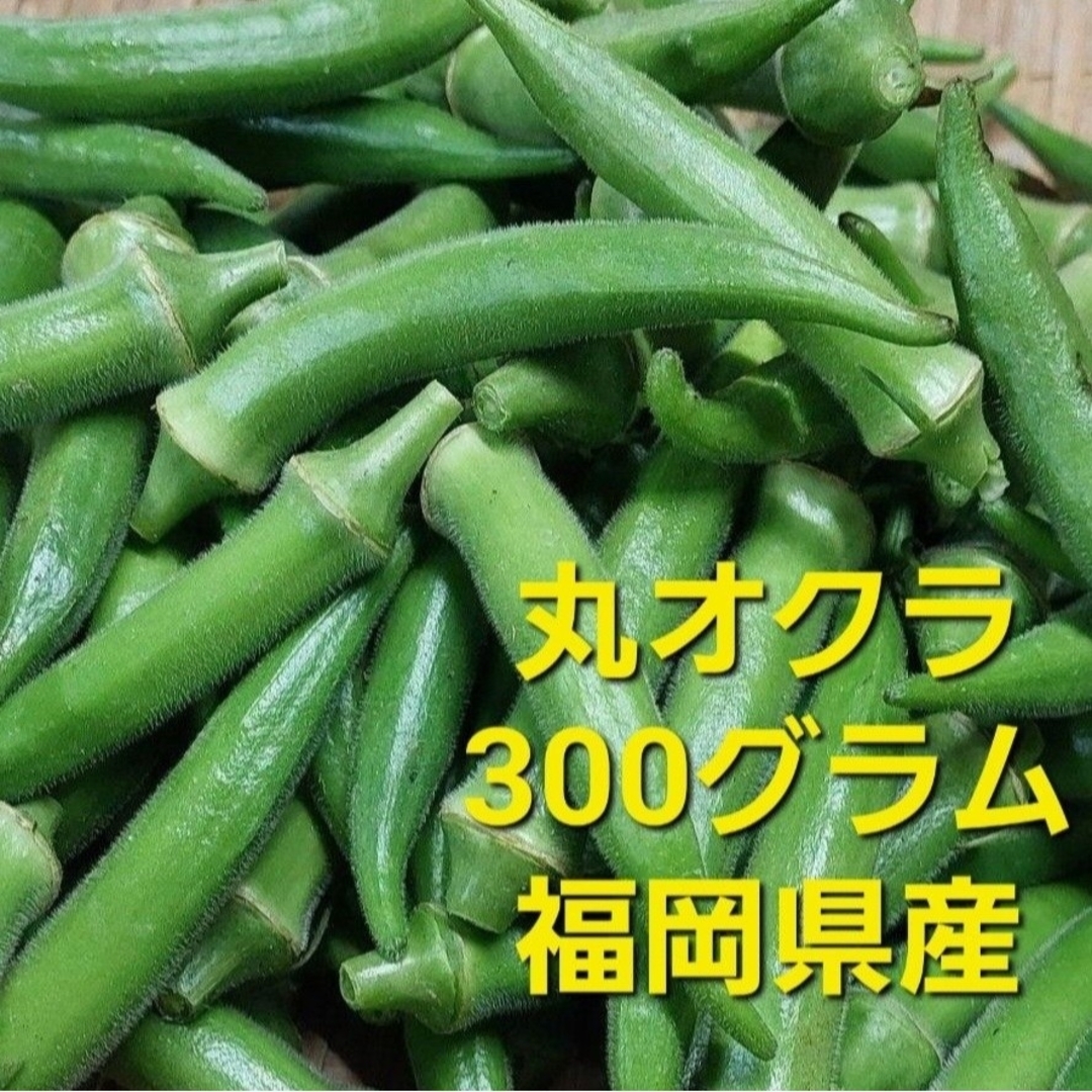 丸オクラ　300グラム　福岡県産 食品/飲料/酒の食品(野菜)の商品写真