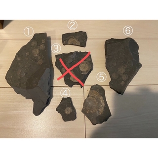 ドイツで発掘した　スレート化石　アンモナイト　ジュラ紀(その他)