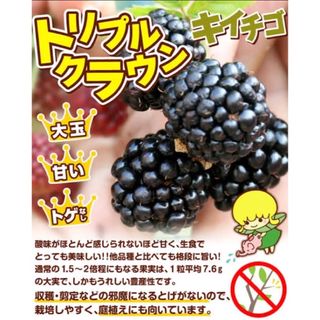 ブラックベリー トリプルクラウン約6cm苗(その他)