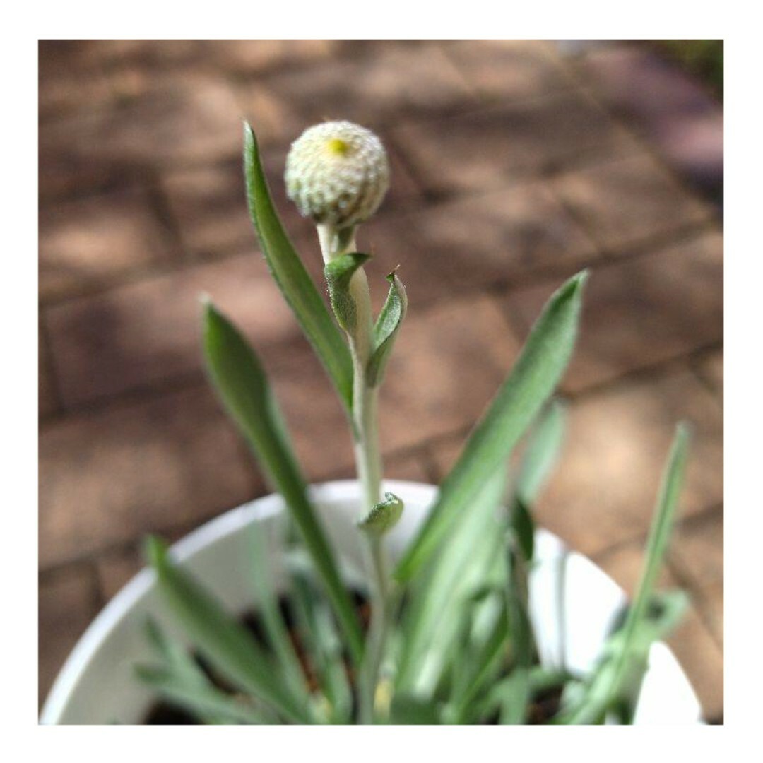 育て方付き❀人気の多年草*クラスペディア&ニーレンベルギア*花の種 ハンドメイドのフラワー/ガーデン(その他)の商品写真