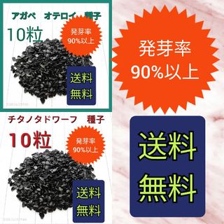 アガベ　チタノタドワーフの種子　10粒アガベ　　オテロイの種子　10粒　セット(その他)