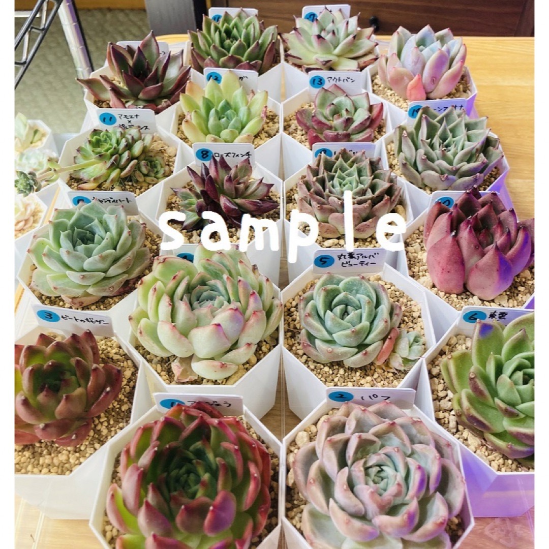 最新デザインの 植物 ネコポス一杯 sonrimexpolanco.com